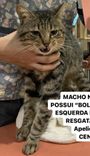 Gato