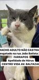 Gato