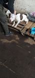 Cão