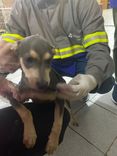 Cão