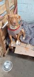 Cão
