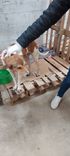Cão
