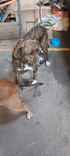 Cão
