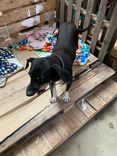 Cão