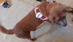 Cão