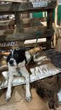 Cão