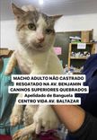 Gato