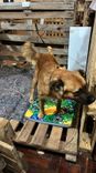 Cão