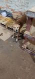 Cão