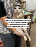 Gato