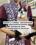 Gato