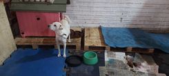 Cão