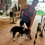 Cão