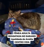 Gato