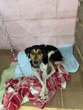 Cão