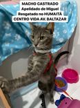 Gato