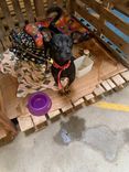 Cão