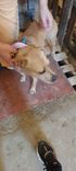 Cão