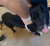 Cão