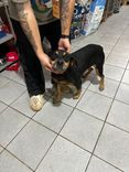 Cão