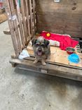 Cão