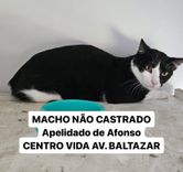 Gato
