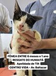 Gato