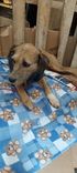 Cão