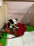 Cão