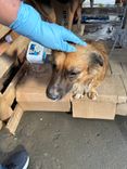 Cão