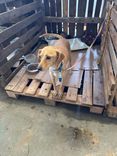 Cão