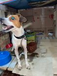 Cão