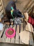 Cão