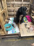 Cão