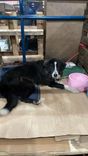 Cão