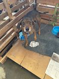 Cão