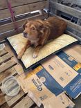 Cão