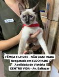 Gato
