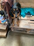 Cão