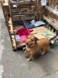 Cão