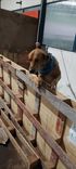 Cão