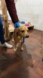 Cão