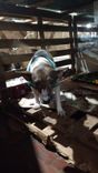 Cão