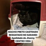 Gato