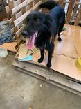 Cão