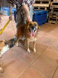 Cão