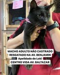 Gato