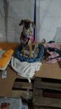 Cão