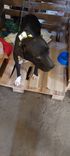 Cão