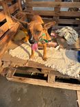 Cão